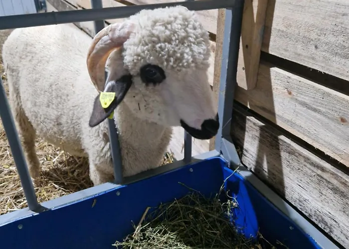 Appartement Etno Drvenko *