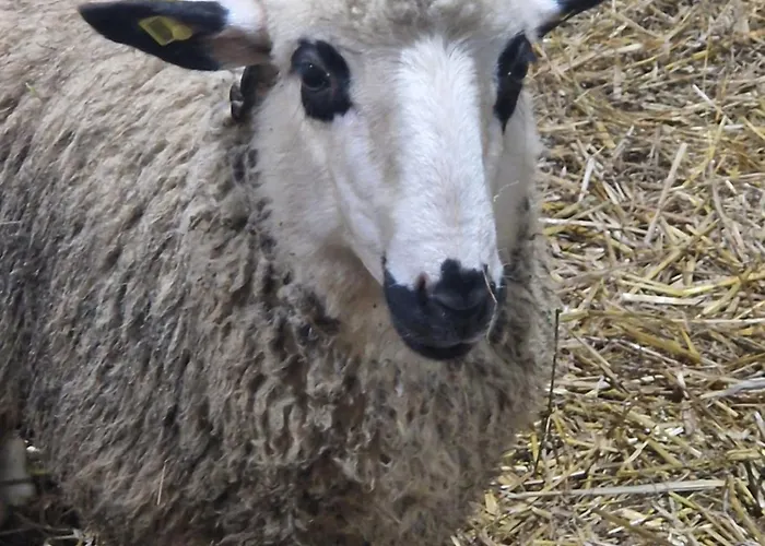 Etno Drvenko Appartement