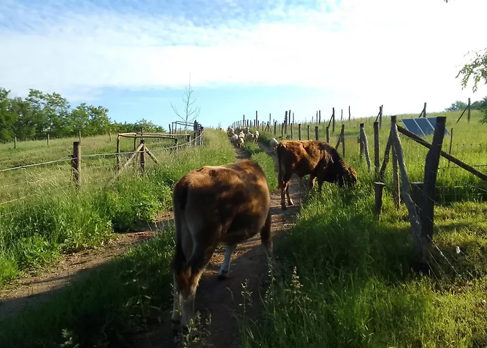 Etno Drvenko Appartement