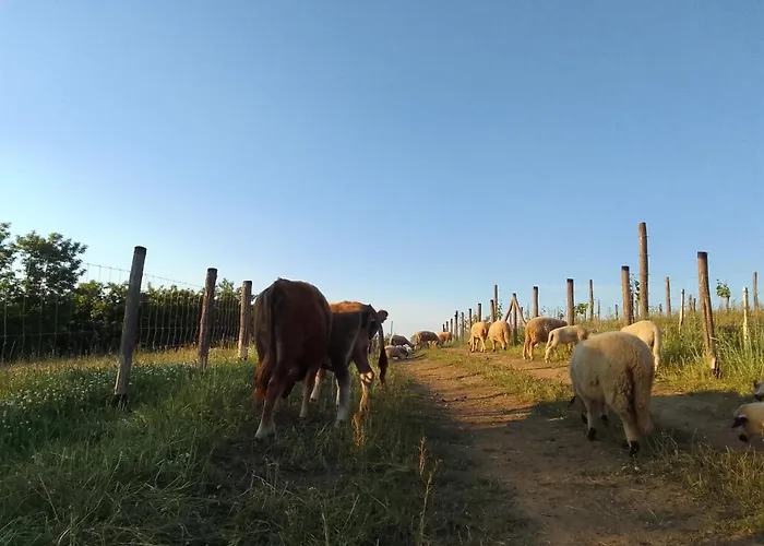 Etno Drvenko Appartement Kragujevac