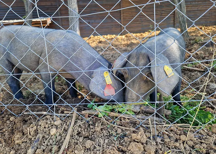 Etno Drvenko Appartement