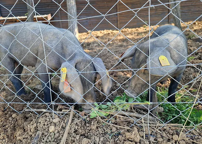 Appartement Etno Drvenko Kragujevac