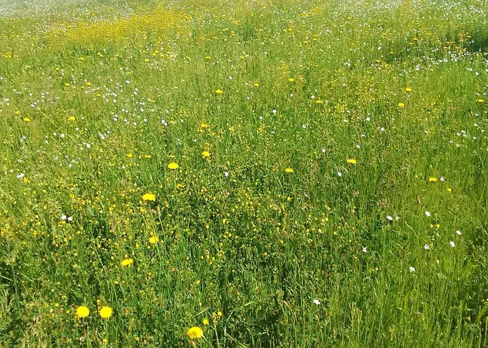 Etno Drvenko * Kragujevac